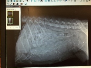 4 puppies seen on xray (count the heads)